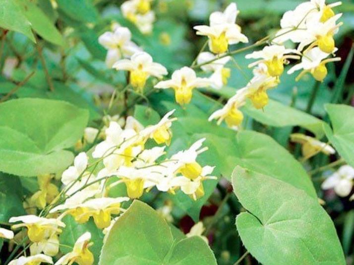 Cây dại ở Việt Nam mọc um tùm, sang nước ngoài giá hơn nửa triệu /kg- Ảnh 1.