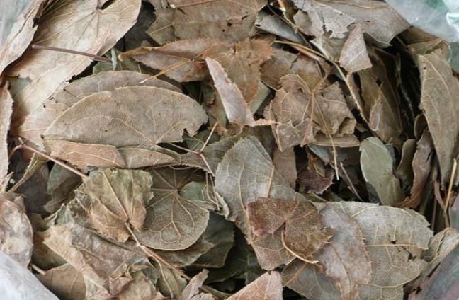 Cây dại ở Việt Nam mọc um tùm, sang nước ngoài giá hơn nửa triệu /kg- Ảnh 2.
