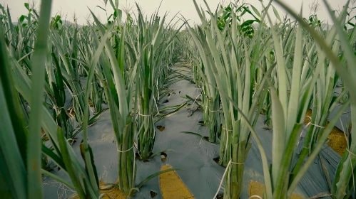 Nga, Mỹ đua nhau nhập khẩu “hoa hậu trái cây” của Việt Nam: Đây là loại quả nước ta xuất đi hơn 100 nước- Ảnh 1.