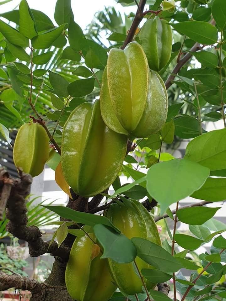 Ông bà xưa dặn: Trồng được 1 trong 5 loại cây này trong nhà, con cháu đời sau ắt hưởng phúc lộc- Ảnh 4.