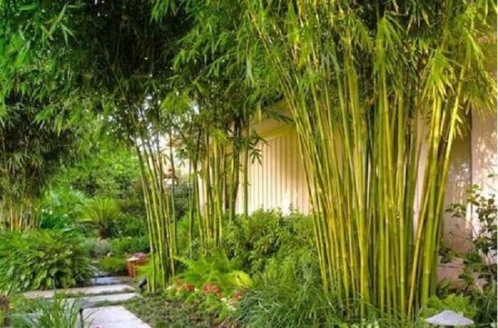 3 cây trồng trong sân là gia đình thịnh vượng, vàng ngọc đầy kho, 10 nhà trồng thì 11 nhà phất lên- Ảnh 1.