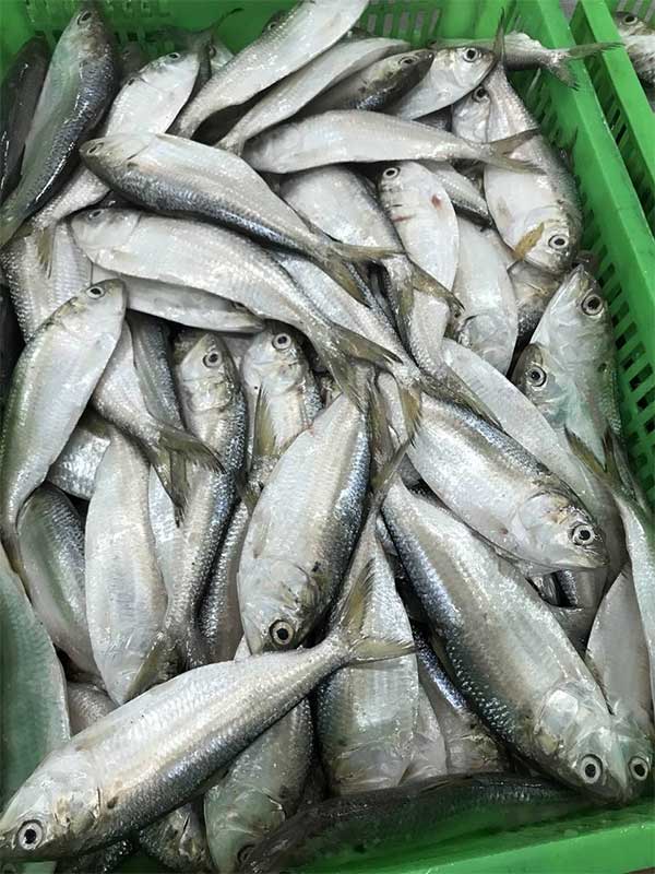 Loại cá được ví như "thuốc bổ từ biển", rẻ hơn cá hồi, cá ngừ nhưng nhiều chất không kém: Thịt béo, dễ nấu- Ảnh 2.