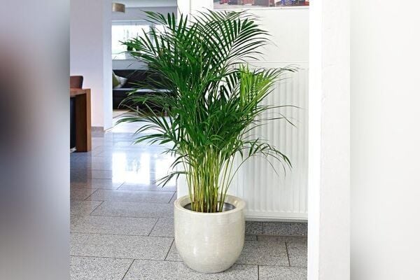 Ông bà xưa dặn: Trồng được 1 trong 5 loại cây này trong nhà, con cháu đời sau ắt hưởng phúc lộc- Ảnh 2.