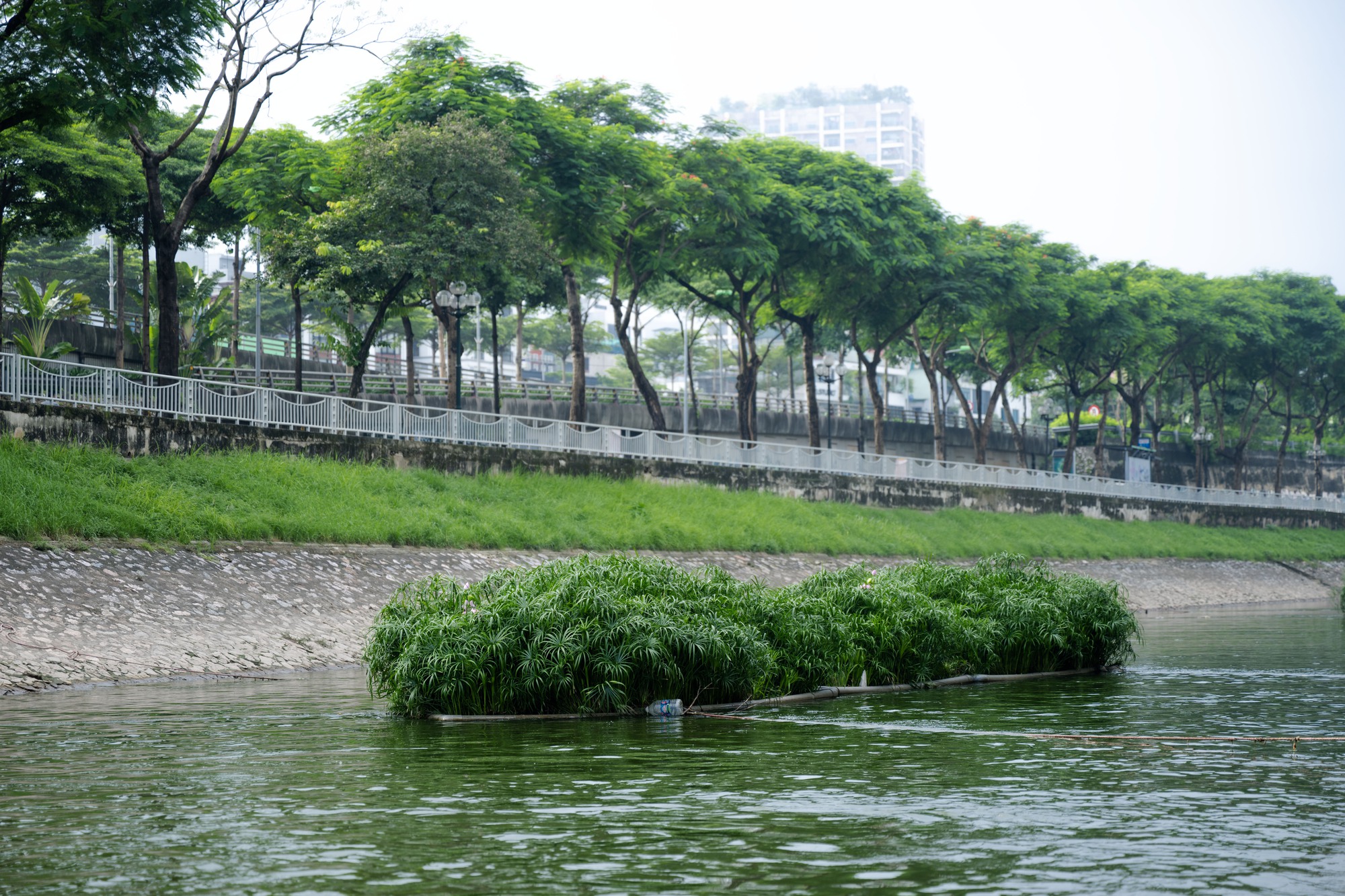 Cảnh tượng hiếm thấy: Sông Tô Lịch hóa xanh, cá bơi tung tăng giữa lòng Hà Nội- Ảnh 4.