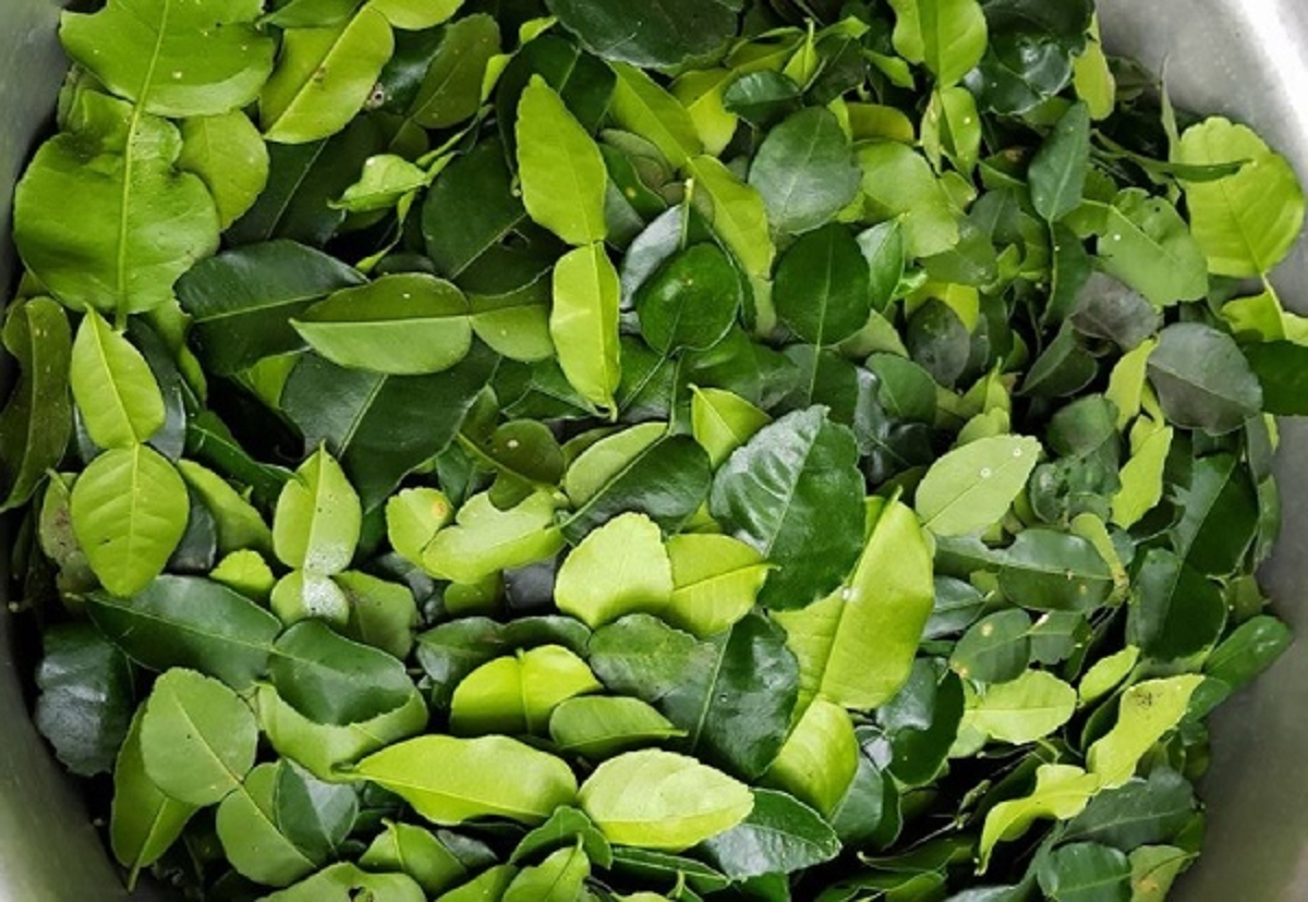 Loại lá ở Việt Nam trồng bạt ngàn, xưa rụng đầy gốc, không ngờ sang "trời tây" có giá 7 triệu đồng/kg- Ảnh 2.