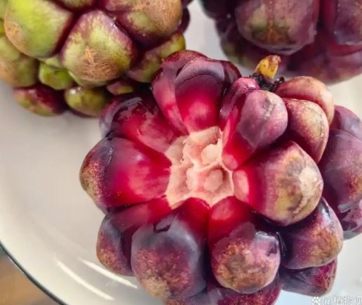 Loại quả mọc dại ở Việt Nam ít người biết, sang nước ngoài giá gần 600.000 đồng/kg- Ảnh 2.