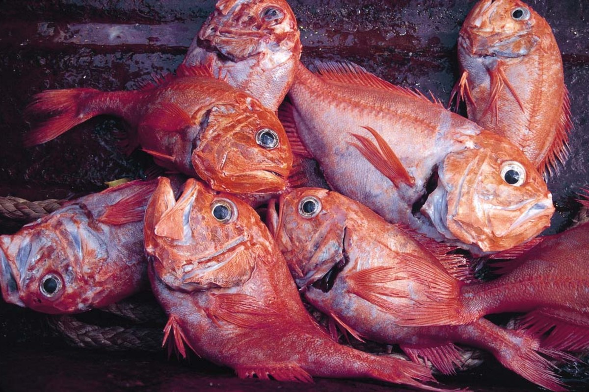 10 loại cá chứa nhiều thủy ngân bậc nhất: Thích đến mấy cũng phải dè chừng- Ảnh 6.