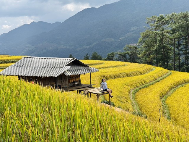 Ngọn đồi ở Mù Cang Chải là điểm ngắm mùa lúa chín siêu thực: Du khách nhận xét "Nhất định phải đến!"- Ảnh 2.