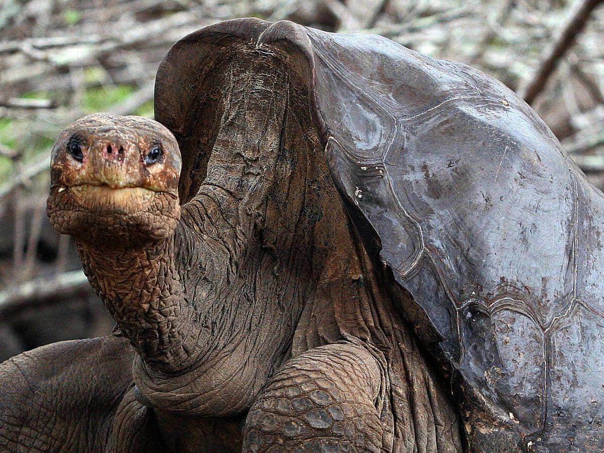 Con vật c&ocirc; đơn nhất thế giới- Ảnh 1.