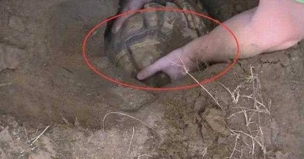 Thấy chó sủa dữ dội về phía cái hố ở sân sau, người đàn ông liều mình đào bới và nhận cái kết không ngờ- Ảnh 1.