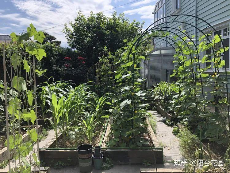 Từ giấc mơ châu Âu đến khu vườn 400m2: Người phụ nữ trung niên biến biệt thự thành thiên đường hoa bốn mùa- Ảnh 15.