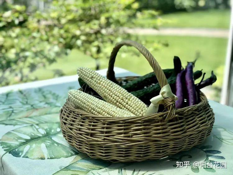 Từ giấc mơ châu Âu đến khu vườn 400m2: Người phụ nữ trung niên biến biệt thự thành thiên đường hoa bốn mùa- Ảnh 16.