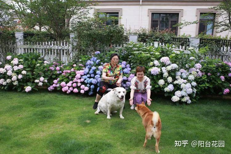 Từ giấc mơ châu Âu đến khu vườn 400m2: Người phụ nữ trung niên biến biệt thự thành thiên đường hoa bốn mùa- Ảnh 12.