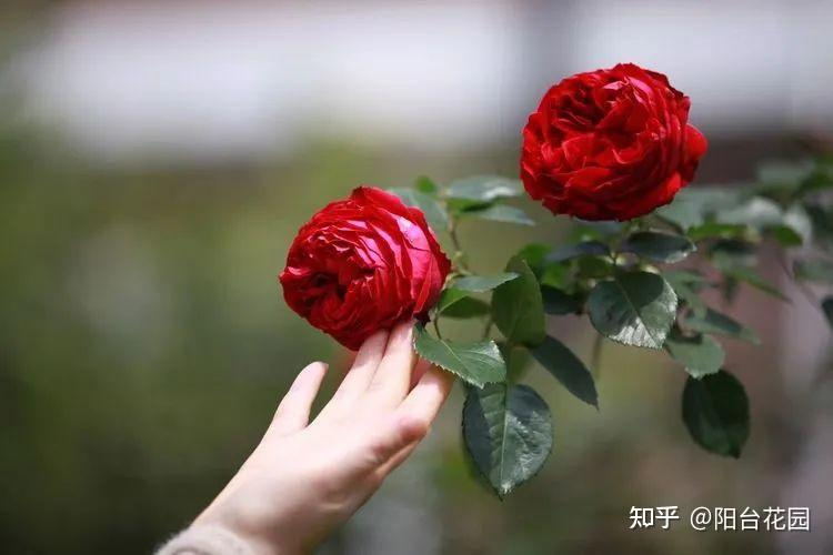 Từ giấc mơ châu Âu đến khu vườn 400m2: Người phụ nữ trung niên biến biệt thự thành thiên đường hoa bốn mùa- Ảnh 20.