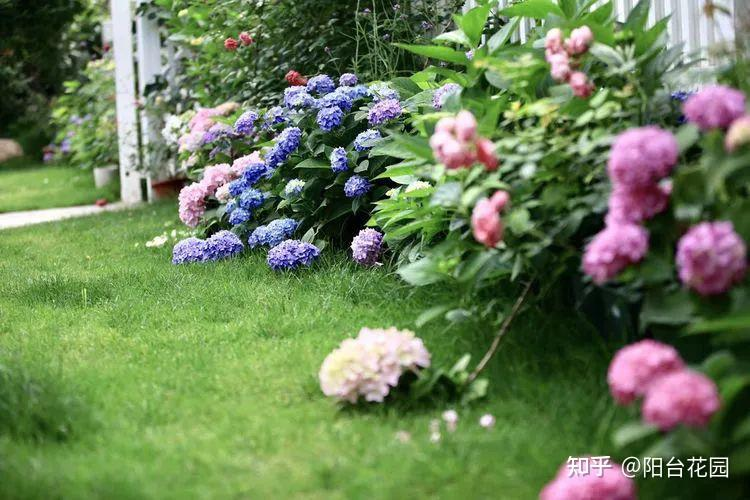 Từ giấc mơ châu Âu đến khu vườn 400m2: Người phụ nữ trung niên biến biệt thự thành thiên đường hoa bốn mùa- Ảnh 17.