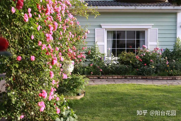 Từ giấc mơ châu Âu đến khu vườn 400m2: Người phụ nữ trung niên biến biệt thự thành thiên đường hoa bốn mùa- Ảnh 5.