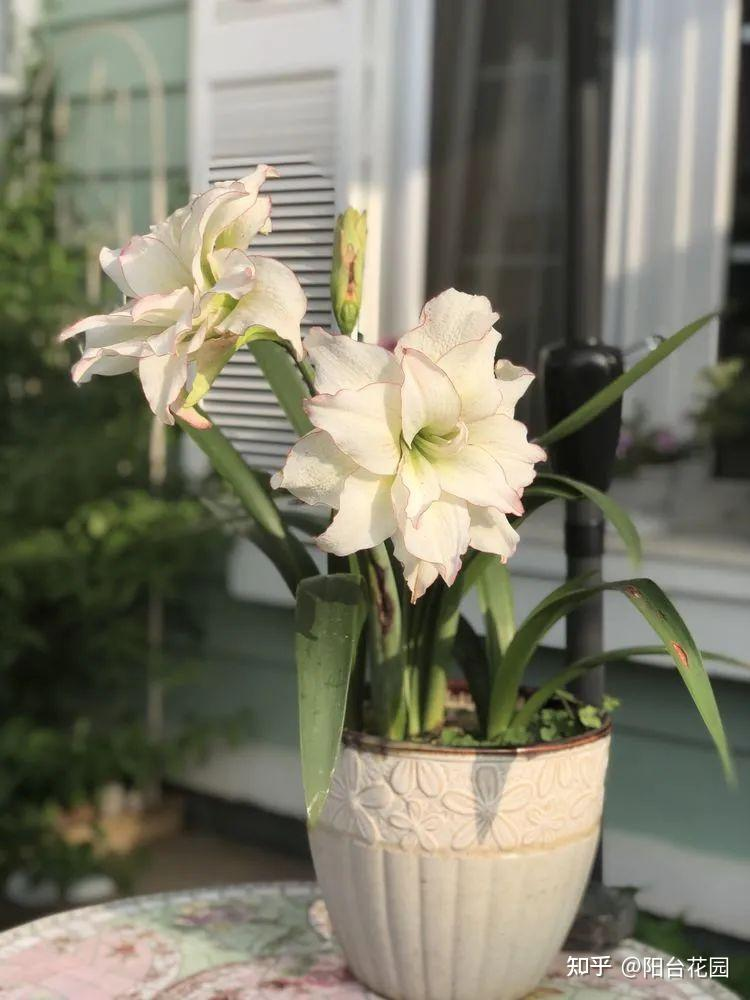 Từ giấc mơ châu Âu đến khu vườn 400m2: Người phụ nữ trung niên biến biệt thự thành thiên đường hoa bốn mùa- Ảnh 21.