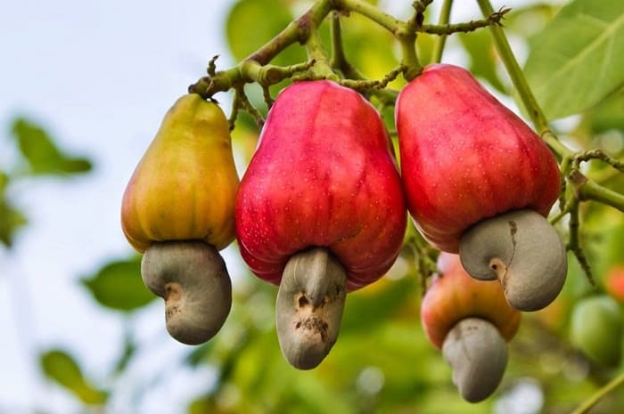 Loại hạt được đánh giá "tốt bậc nhất thế giới", Việt Nam xuất khẩu số 1 toàn cầu suốt nhiều năm- Ảnh 1.