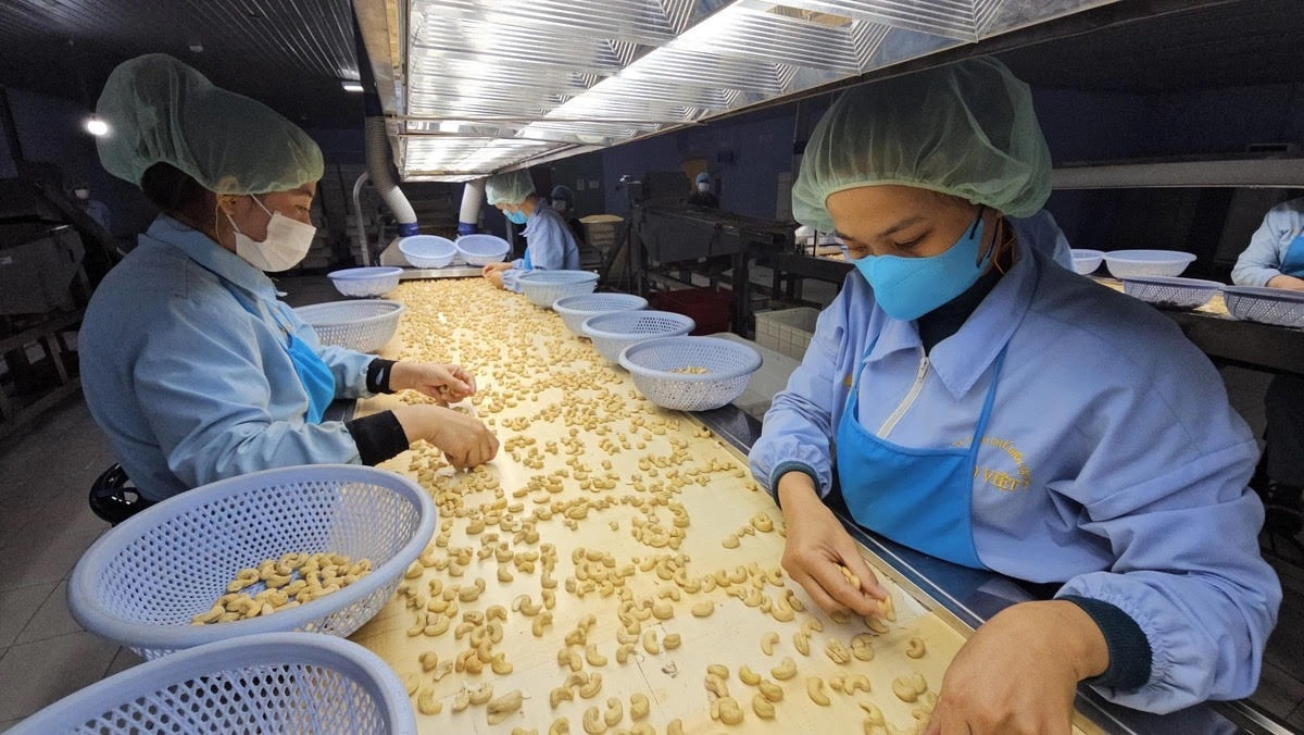 Loại hạt được đánh giá "tốt bậc nhất thế giới", Việt Nam xuất khẩu số 1 toàn cầu suốt nhiều năm- Ảnh 3.