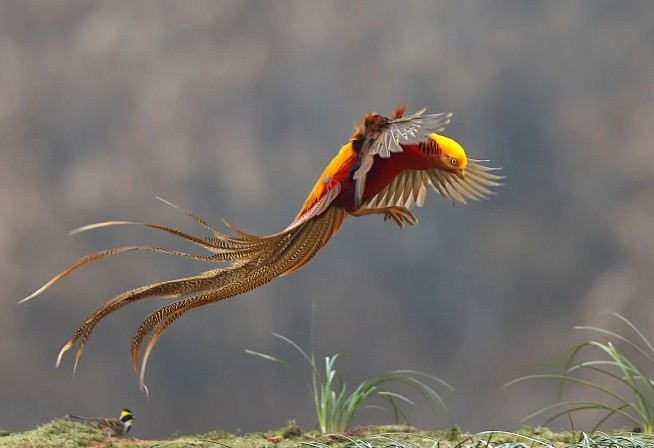 Phát hiện 