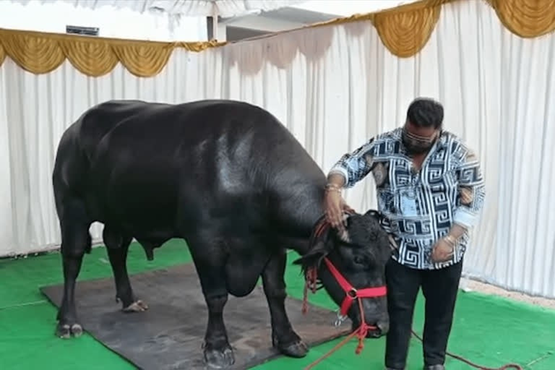 Anh nông dân có con trâu "khủng", đại gia vác 4,5 tỷ đồng trả tại chỗ- Ảnh 3.