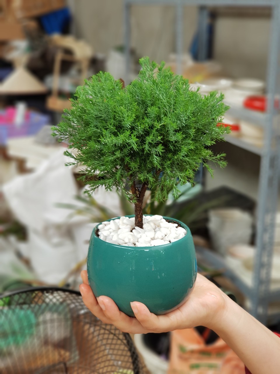 Ban công trồng 1 trong 5 cây này - 9/10 gia đình đều khỏe mạnh, tiền không hao hụt- Ảnh 3.
