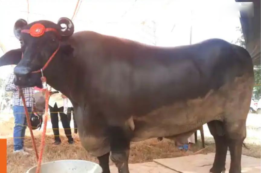 Con trâu "khổng lồ" giá 69 tỷ đồng, chủ chần chừ "chưa ưng bán"- Ảnh 1.
