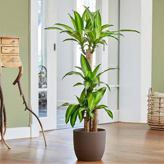 Hóa ra người giàu thích trồng 3 loại cây này còn hơn cả hoa: Vừa sang vừa dễ chăm, còn hút may mắn đầy nhà- Ảnh 1.