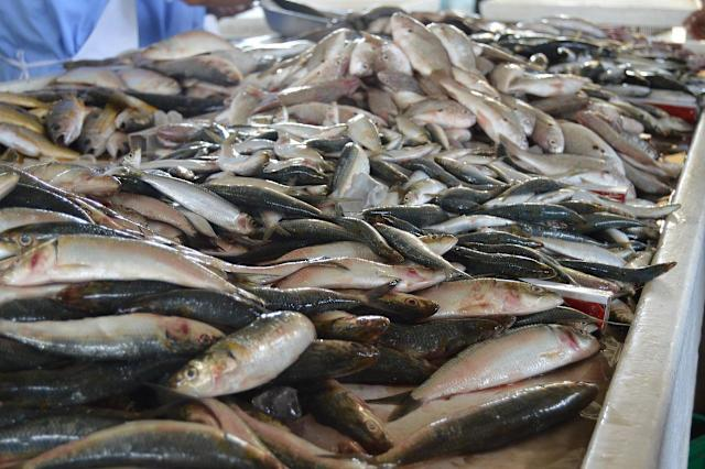 Người đàn ông suy thận vì ăn loại cá này thường xuyên- Ảnh 1.