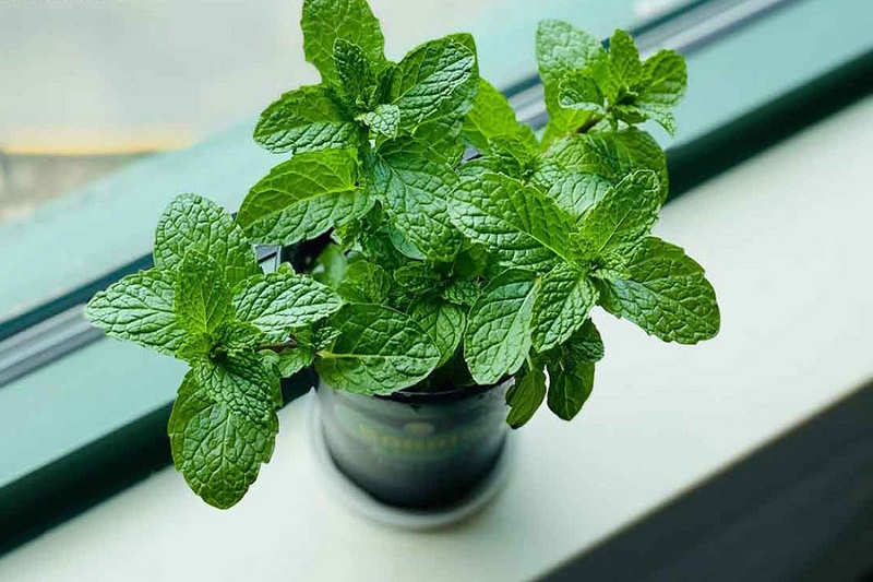 Ban công trồng 1 trong 5 cây này - 9/10 gia đình đều khỏe mạnh, tiền không hao hụt- Ảnh 2.