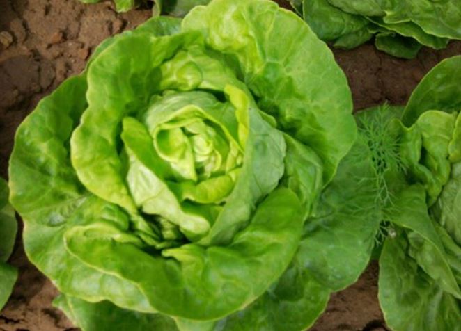 Loại rau được đánh giá "tốt bậc nhất thế giới", hoá ra là rau quen thuộc rẻ bèo ở Việt Nam- Ảnh 1.