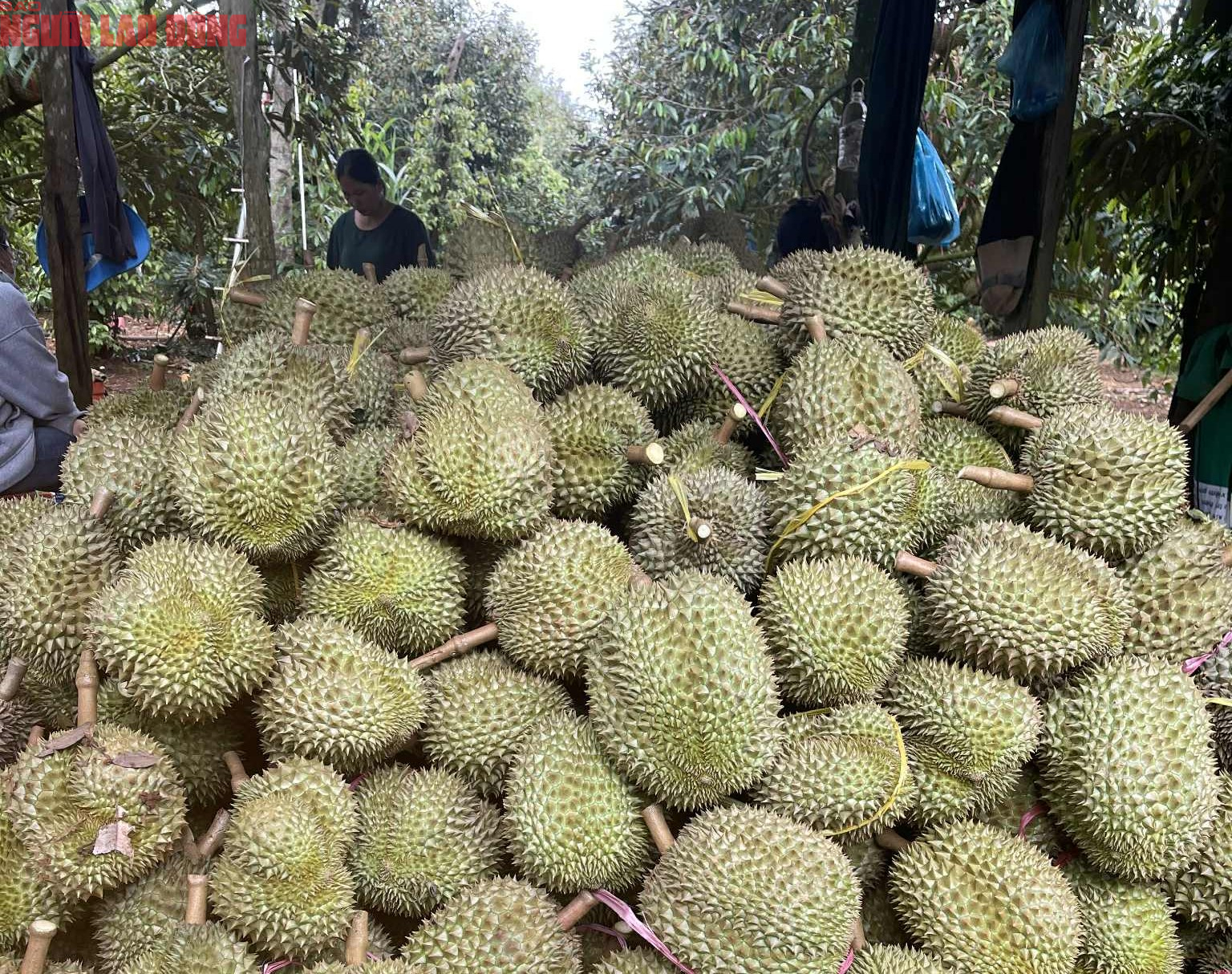 Giá "sầu riêng VIP" lên tới 115.000 đồng/kg, hàng lỗi chỉ 20.000 đồng- Ảnh 1.