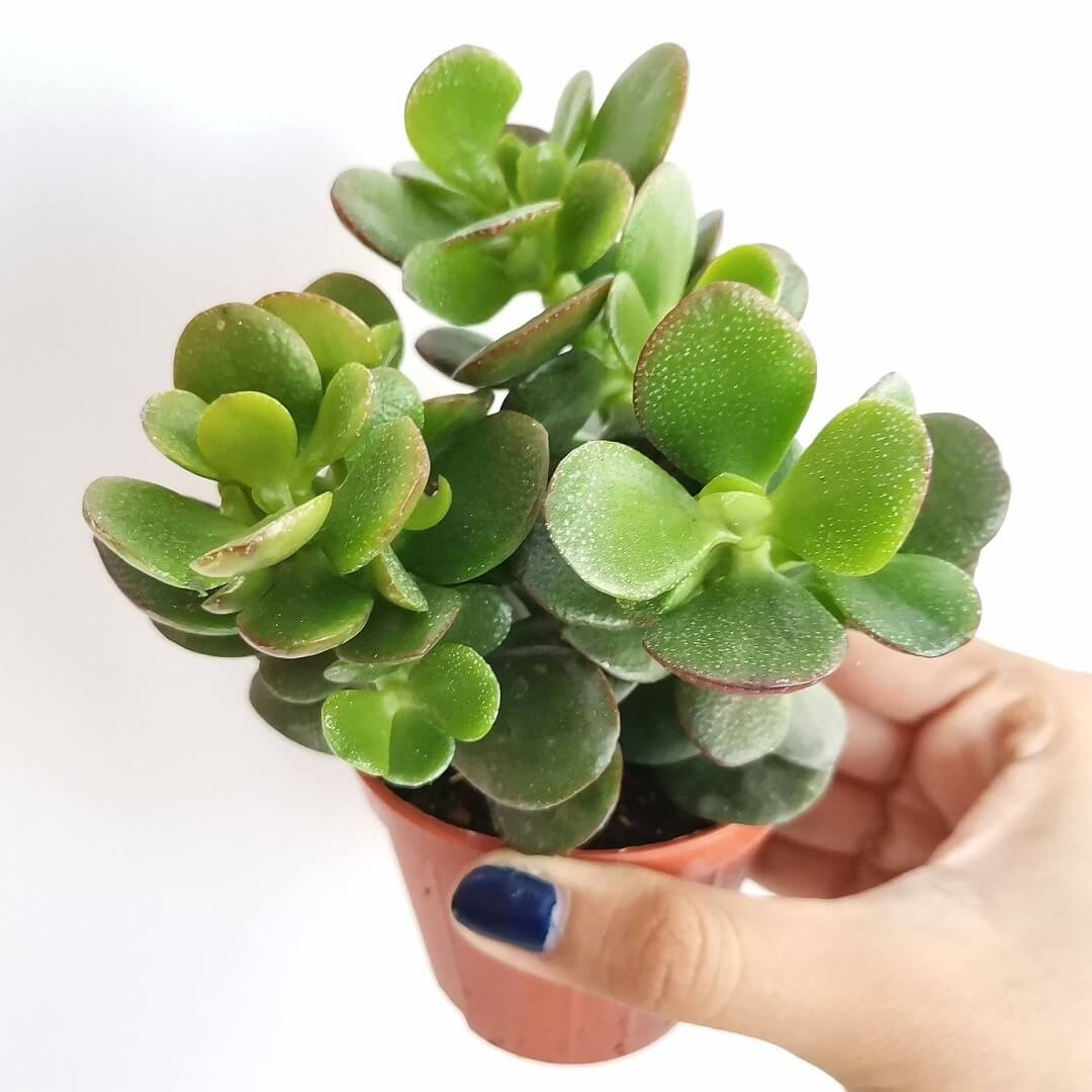 Nhà càng nhỏ càng nên trồng 3 loại cây này - vừa lọc khí vừa hút lộc- Ảnh 2.
