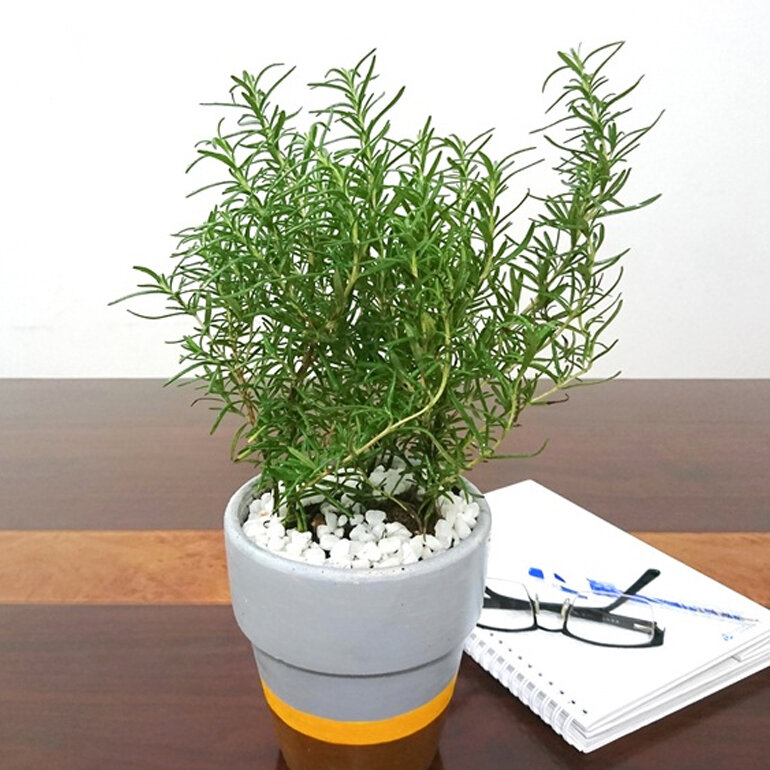 Nhà càng nhỏ càng nên trồng 3 loại cây này - vừa lọc khí vừa hút lộc- Ảnh 3.