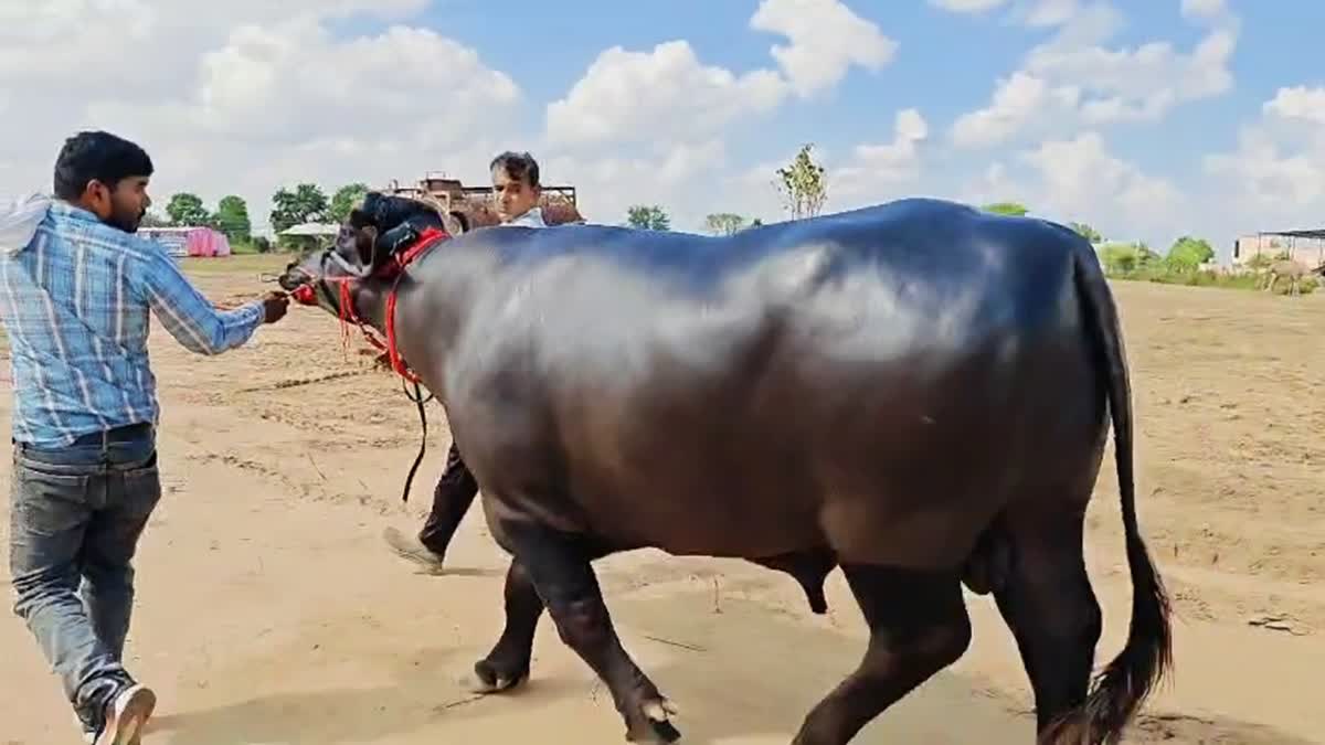 Con trâu đực được trả 9 tỷ đồng, người đàn ông vẫn quyết không bán- Ảnh 1.