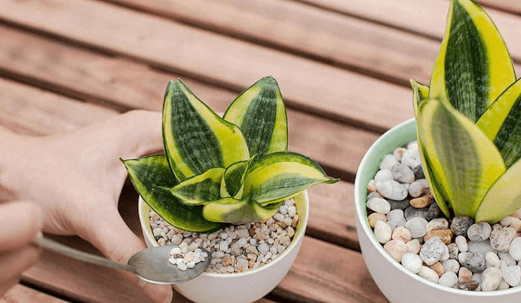 Nhà càng nhỏ càng nên trồng 3 loại cây này - vừa lọc khí vừa hút lộc- Ảnh 1.