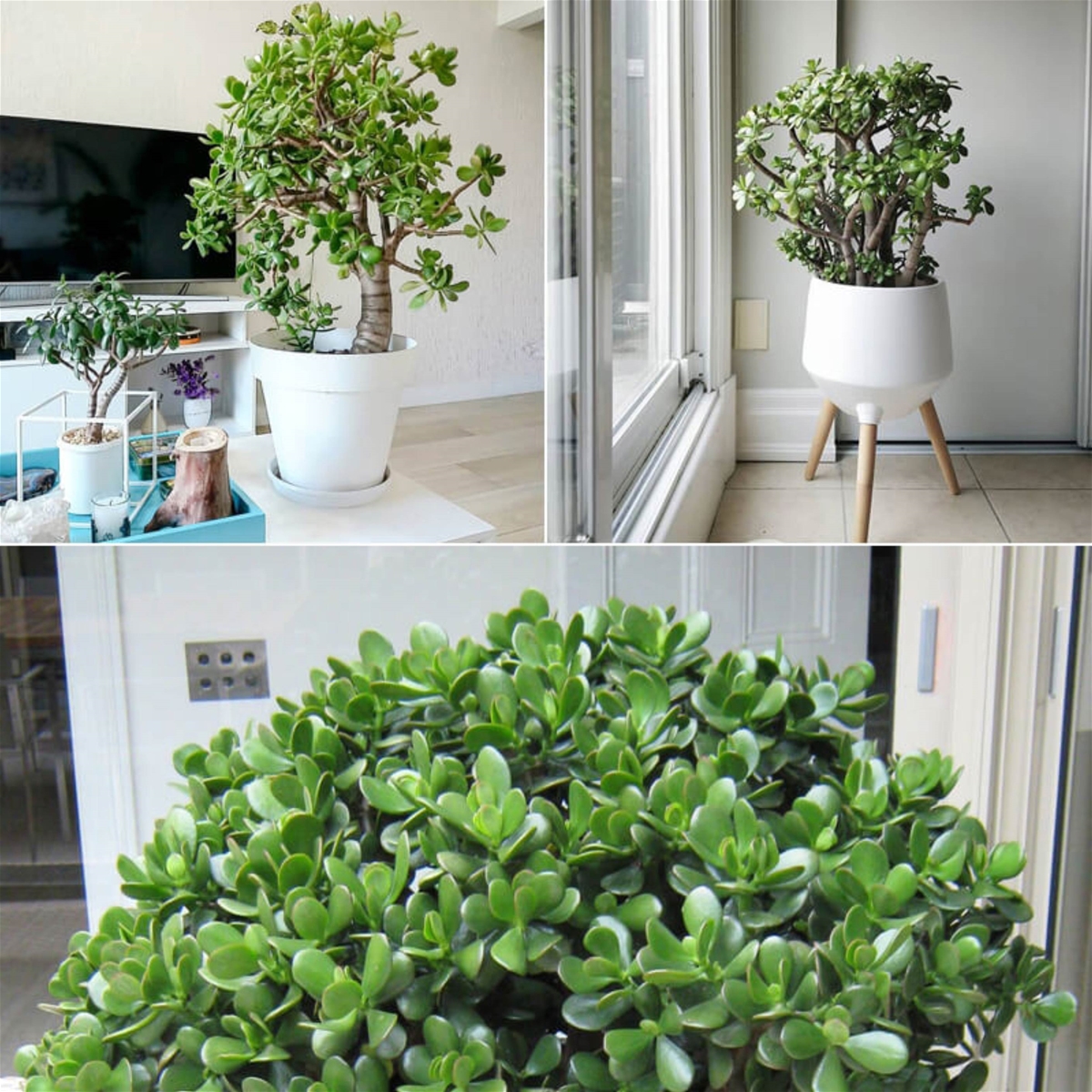 Người xưa truyền lại: Đặt chậu cây ở góc này trong nhà thì tiền bạc lúc nào cũng đầy- Ảnh 2.