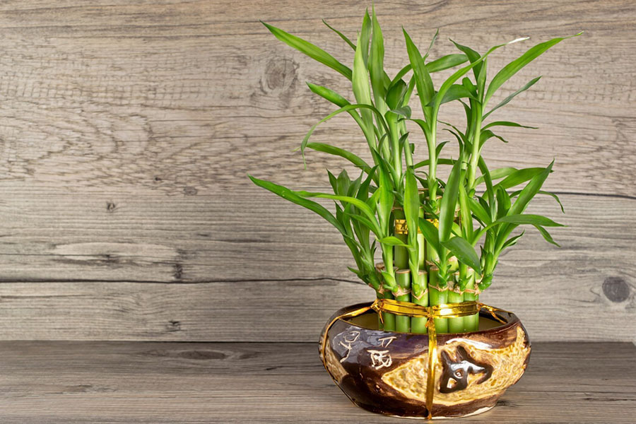 Người xưa truyền lại: Đặt chậu cây ở góc này trong nhà thì tiền bạc lúc nào cũng đầy- Ảnh 1.