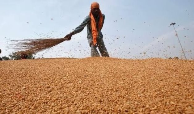 Phát hiện sinh vật dài 3mm đe dọa ngành công nghiệp 12 tỷ USD của Úc- Ảnh 1.