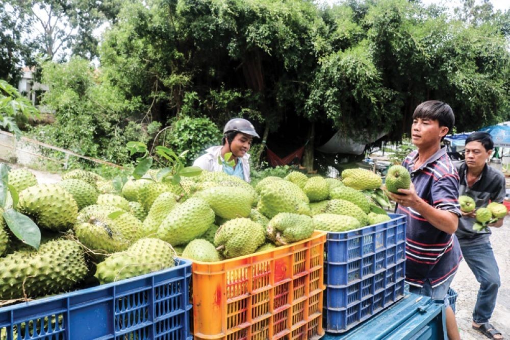Việt Nam sở hữu loài cây “đổi đời” nông dân thu tiền tỷ mỗi năm- Ảnh 1.