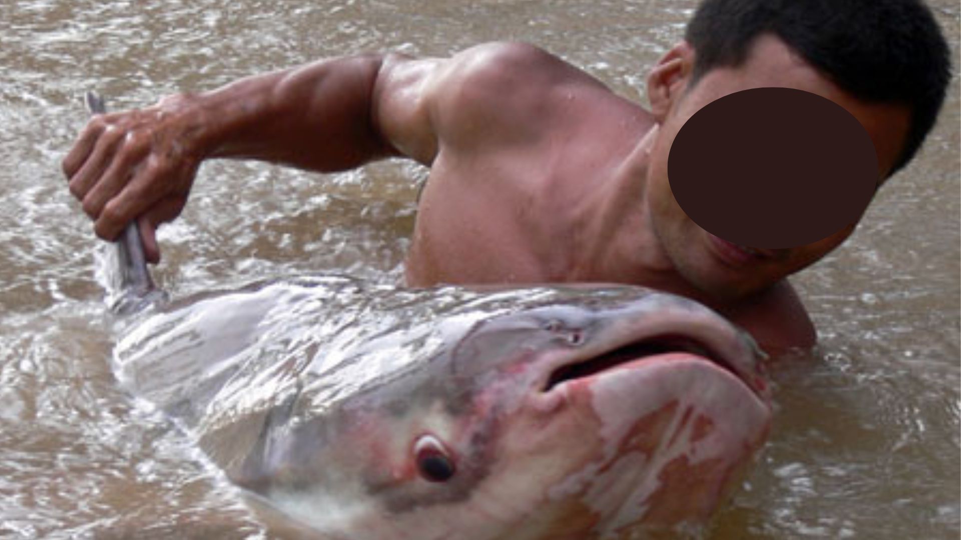 Báu vật sông Mê Kông: Được mệnh danh là “thủy quái” nước ngọt lớn nhất thế giới- Ảnh 1.
