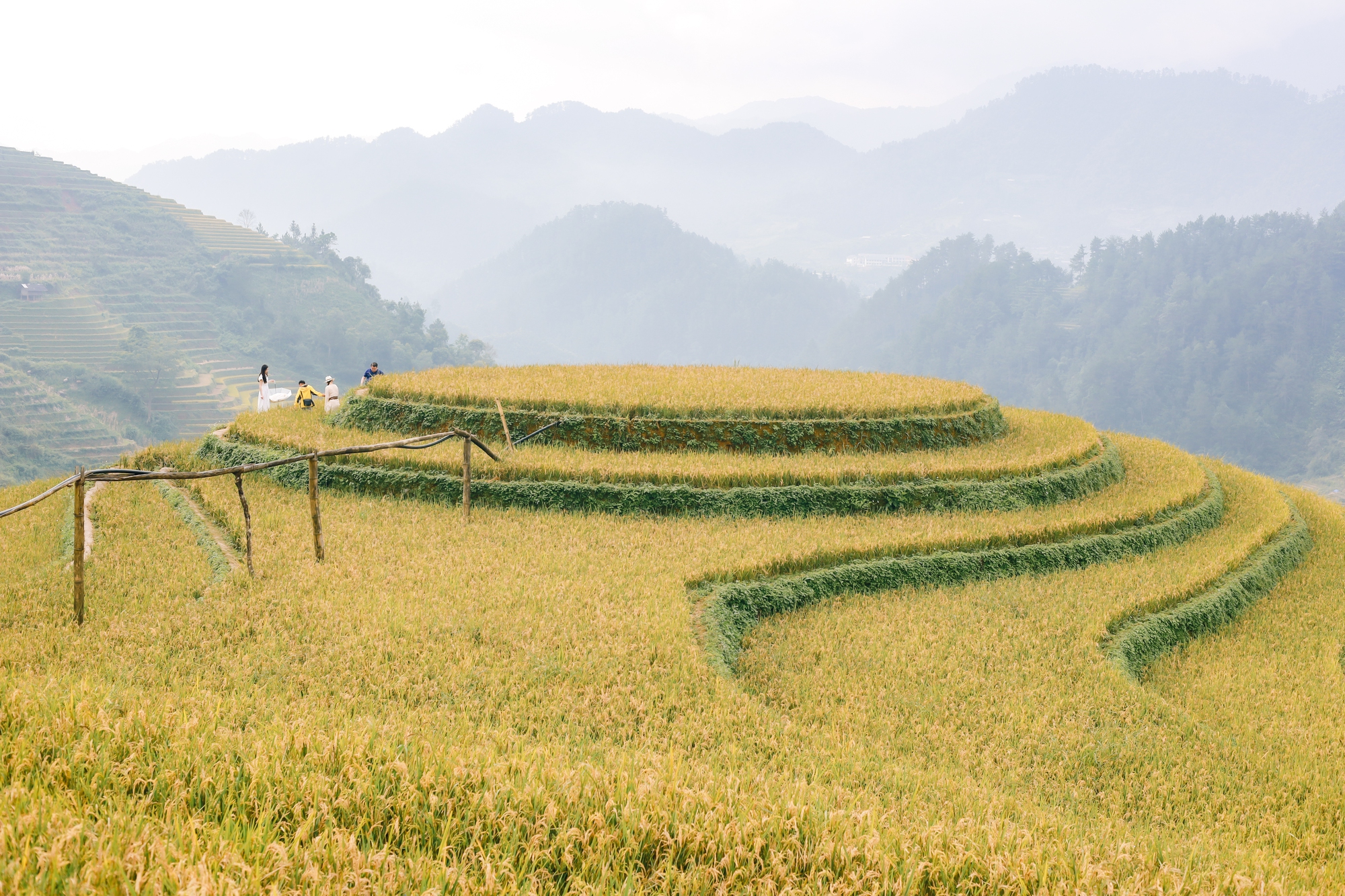 Mùa vàng trên non cao mời gọi bước chân lữ khách- Ảnh 3.