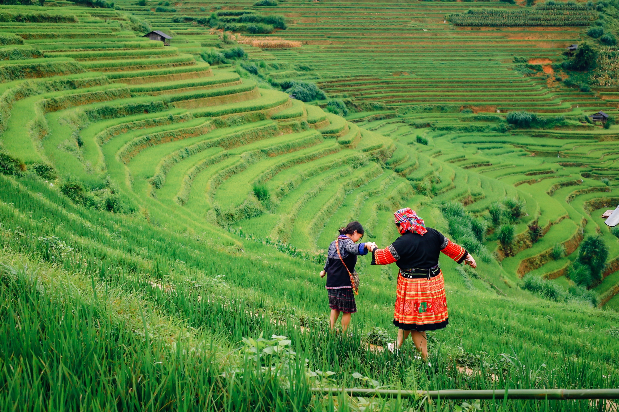 Mùa vàng trên non cao mời gọi bước chân lữ khách- Ảnh 8.
