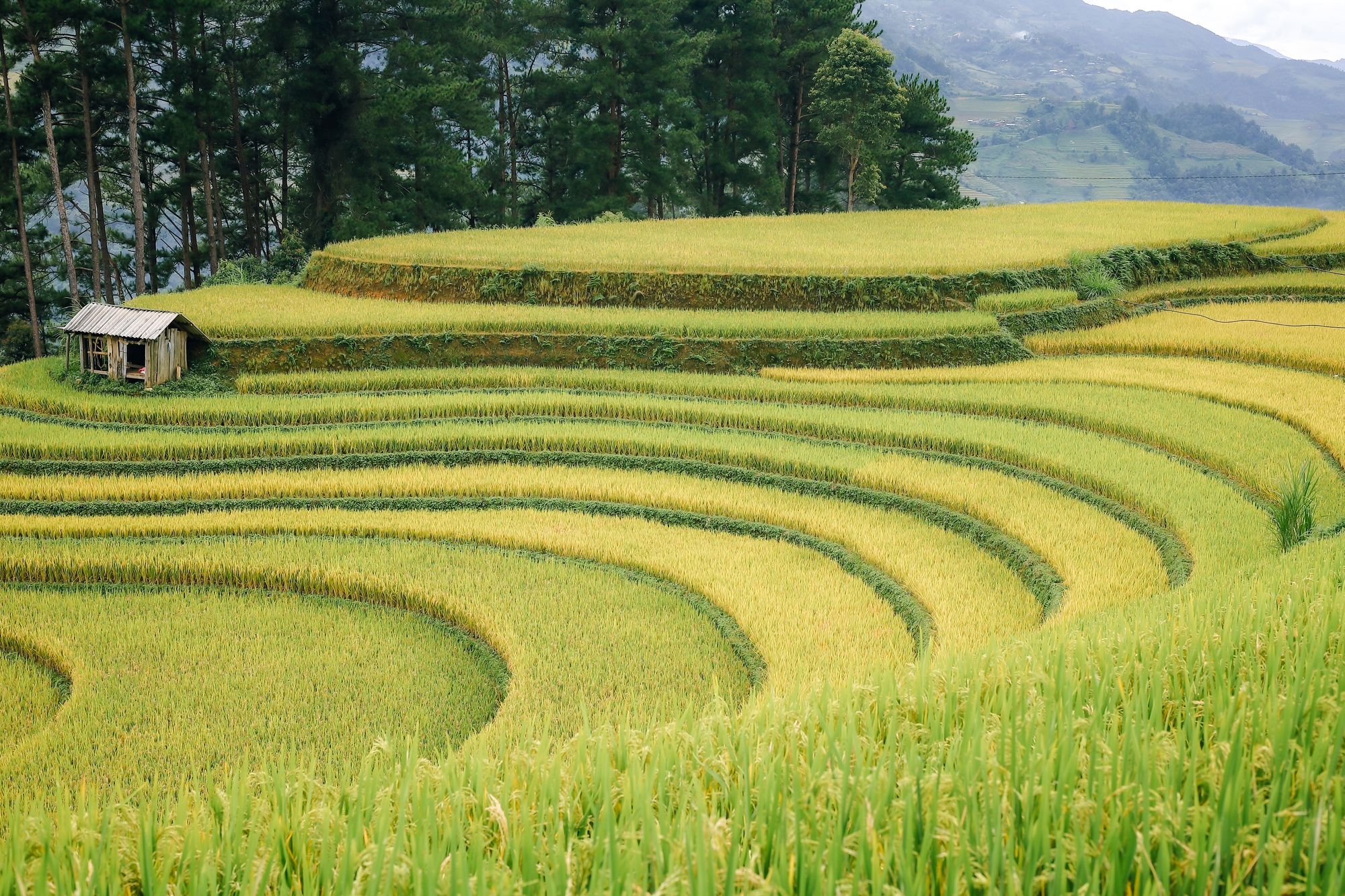 Mùa vàng trên non cao mời gọi bước chân lữ khách- Ảnh 2.