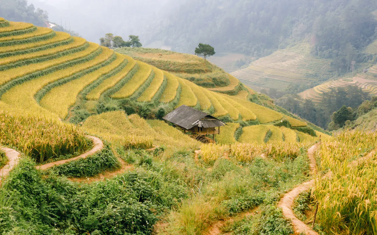 Mùa vàng trên non cao mời gọi bước chân lữ khách- Ảnh 1.