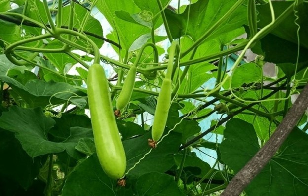 Loại quả là "tiên dược mùa hè", siêu bổ dưỡng lại không lo tăng cân- Ảnh 2.