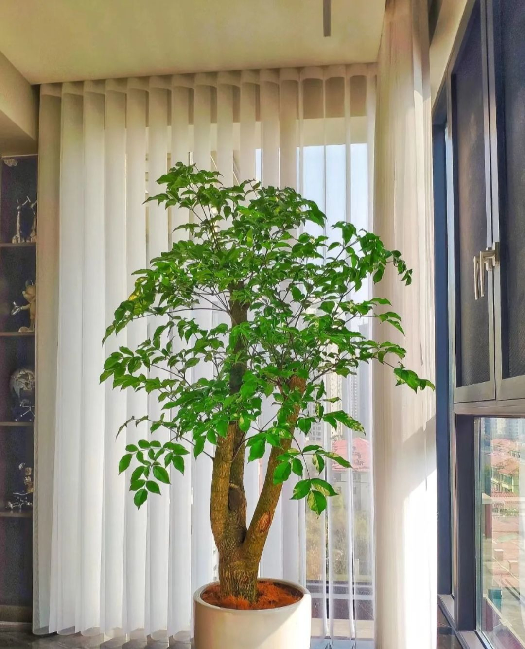 5 cây ông bà dặn trồng phòng khách: Hút lộc như vòi rồng, vinh hoa phú quý 3 đời con cháu- Ảnh 1.