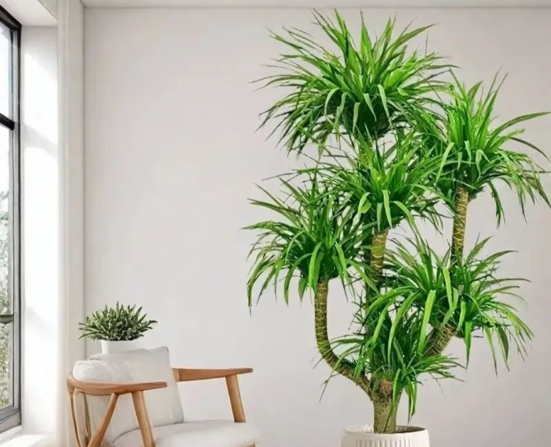 5 cây ông bà dặn trồng phòng khách: Hút lộc như vòi rồng, vinh hoa phú quý 3 đời con cháu- Ảnh 3.