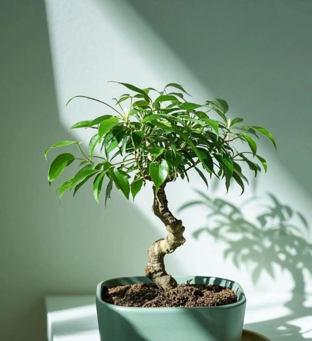 5 cây ông bà dặn trồng phòng khách: Hút lộc như vòi rồng, vinh hoa phú quý 3 đời con cháu- Ảnh 4.