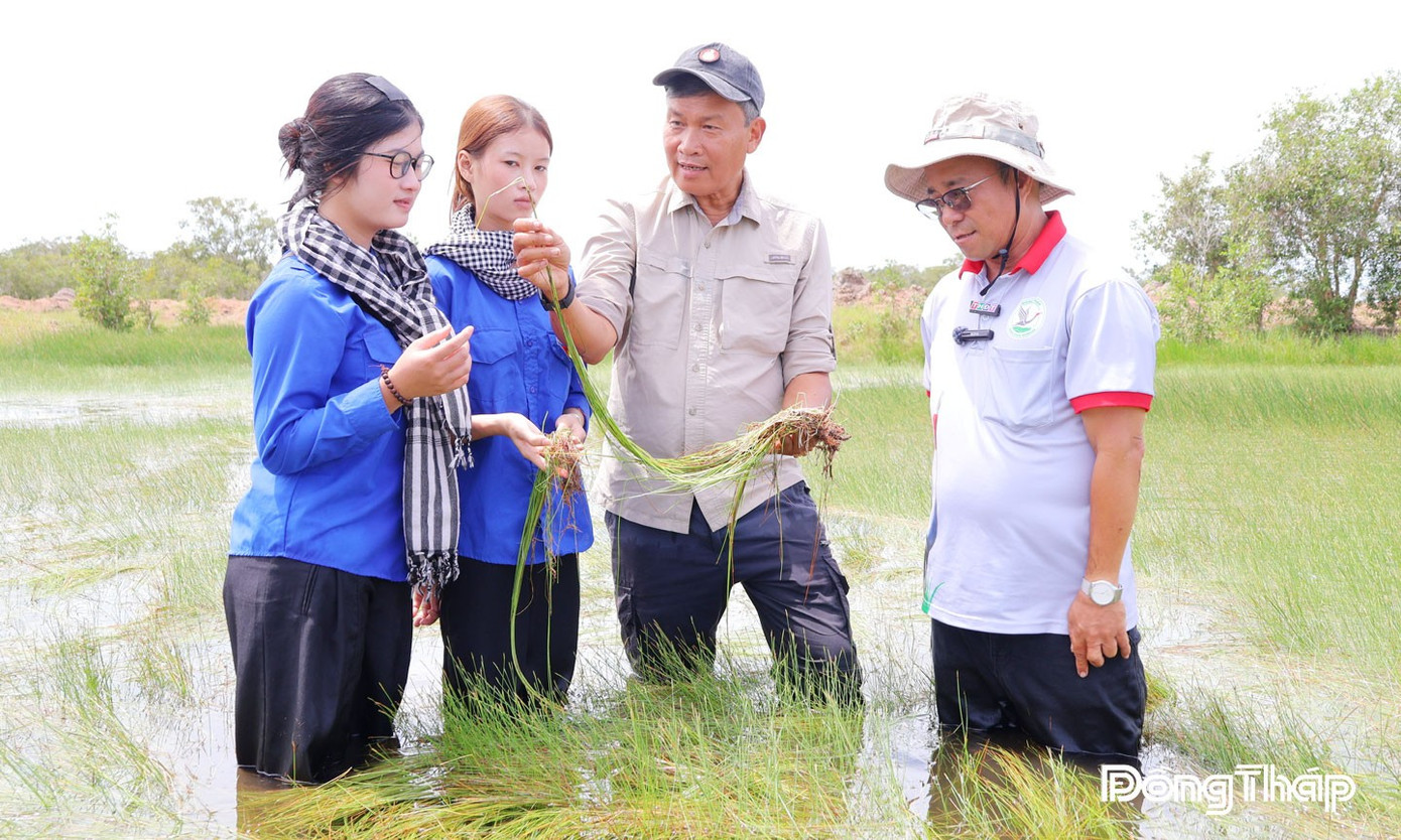 Nhiều loại cây 'vắng bóng' ở Tràm Chim nay xuất hiện, sếu đầu đỏ sắp trở về- Ảnh 5.